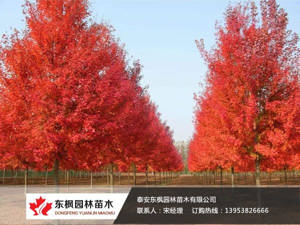 紅點(diǎn)紅楓