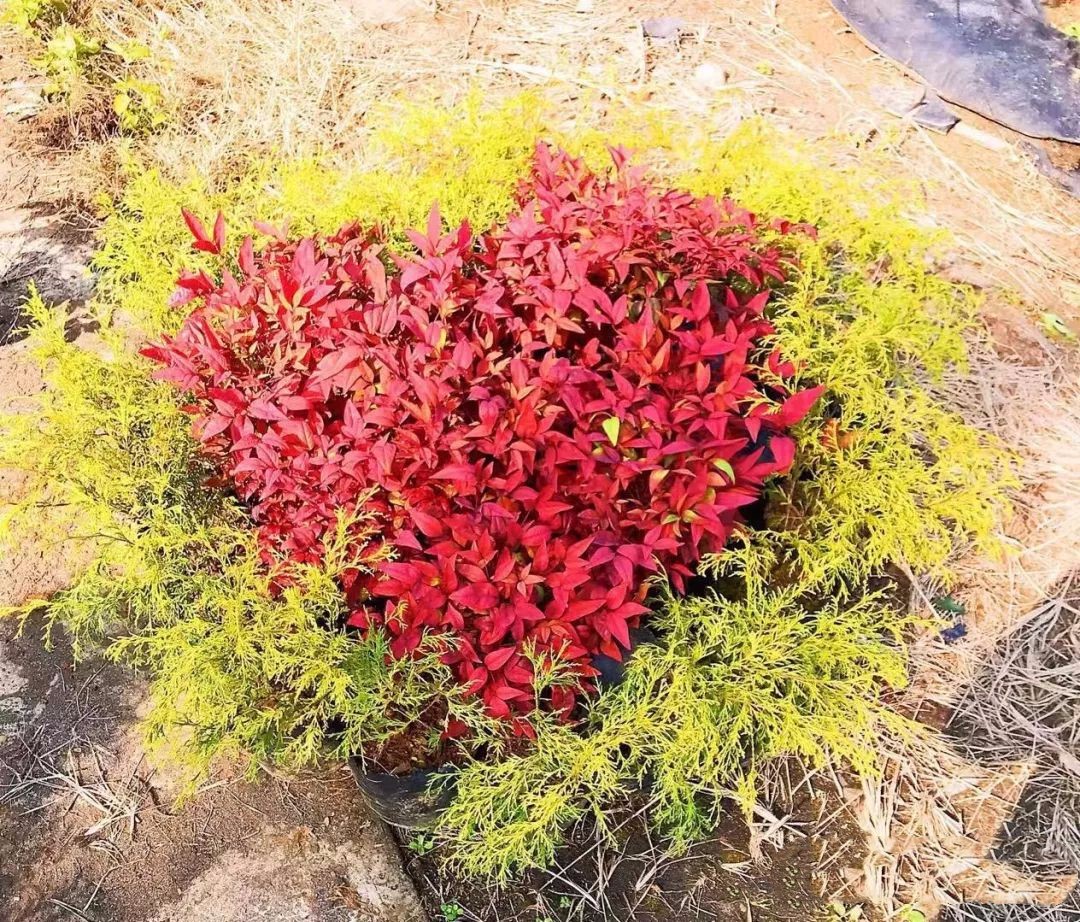 凌霜傲雪，夏透碧翠；近凝眸，紅光瀲艷，精神抖擻------火焰南天竹