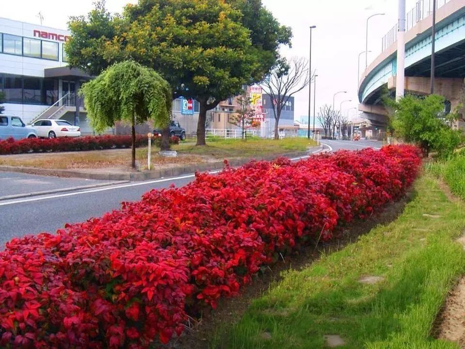 凌霜傲雪，夏透碧翠；近凝眸，紅光瀲艷，精神抖擻------火焰南天竹