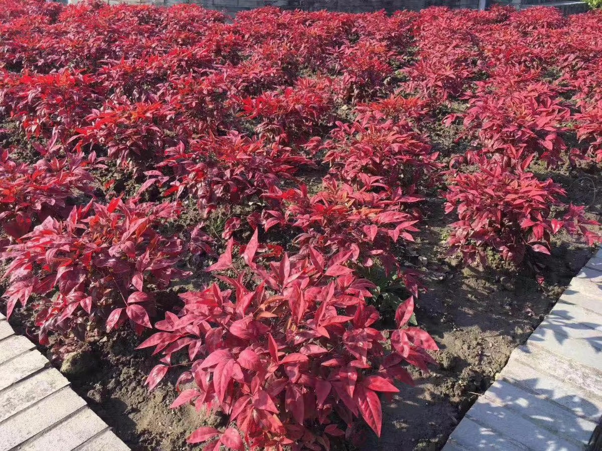 凌霜傲雪，夏透碧翠；近凝眸，紅光瀲艷，精神抖擻------火焰南天竹