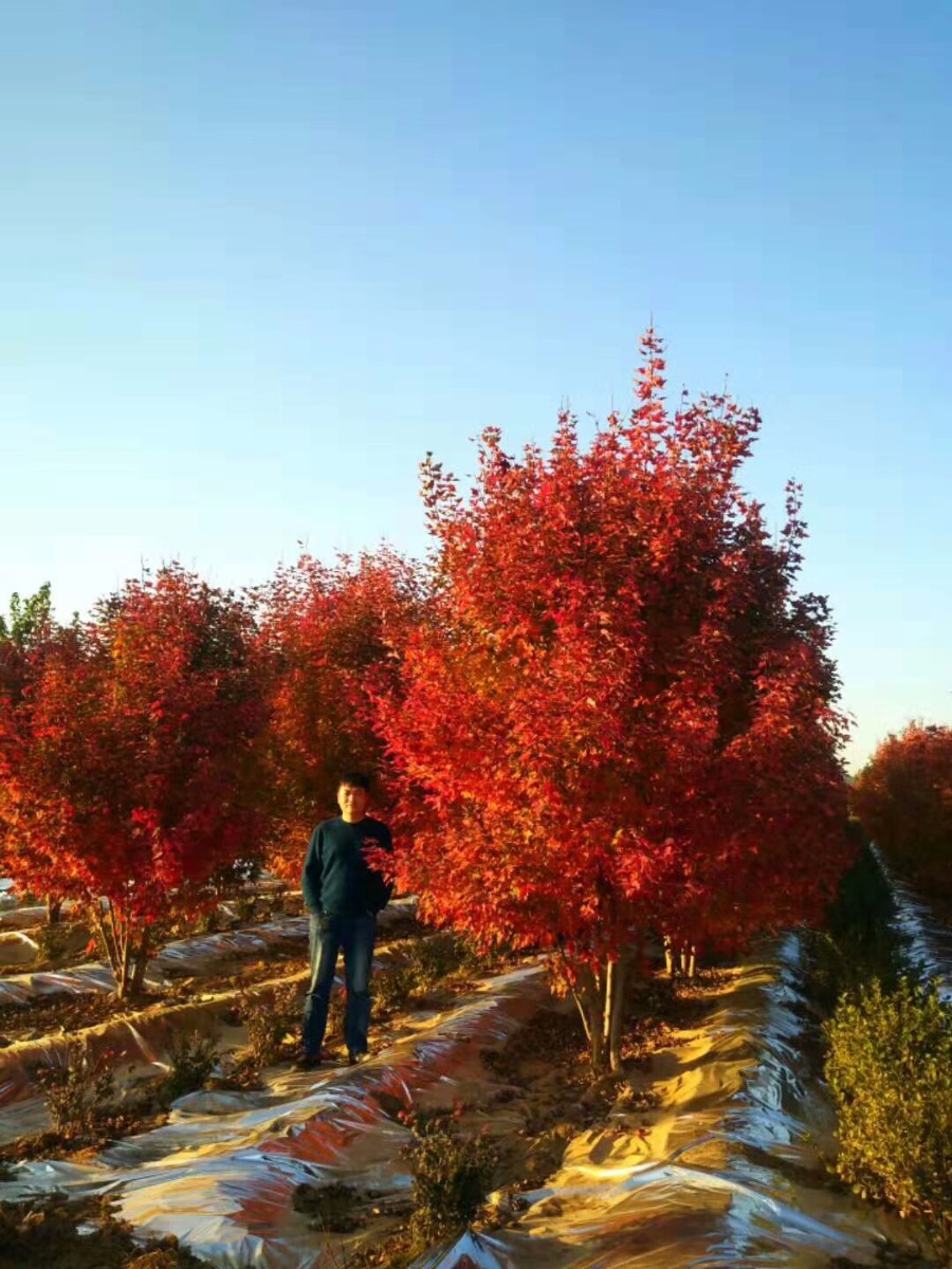 美國紅楓家族中的 “ 勞斯萊斯 ” ---- 泰安 東楓 “ 叢生紅點(diǎn)紅楓 