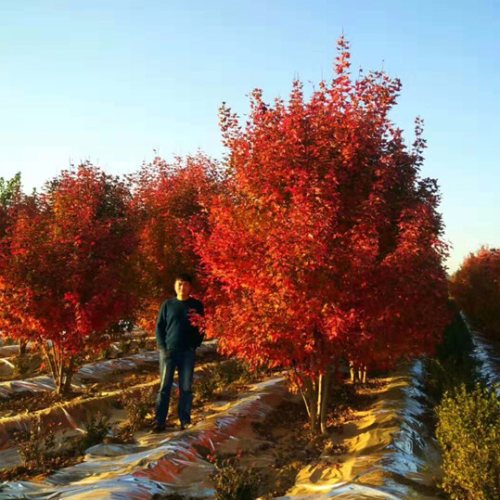 叢生多桿苗木市場需求火爆，叢生紅點(diǎn)紅楓正在逐漸走俏……