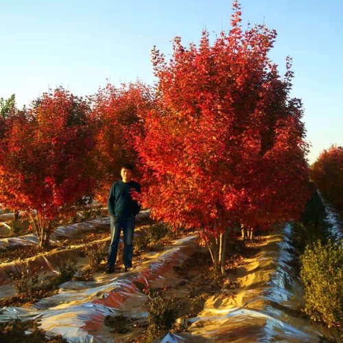 叢生多桿苗木市場需求火爆，叢生紅點(diǎn)紅楓正在逐漸走俏……