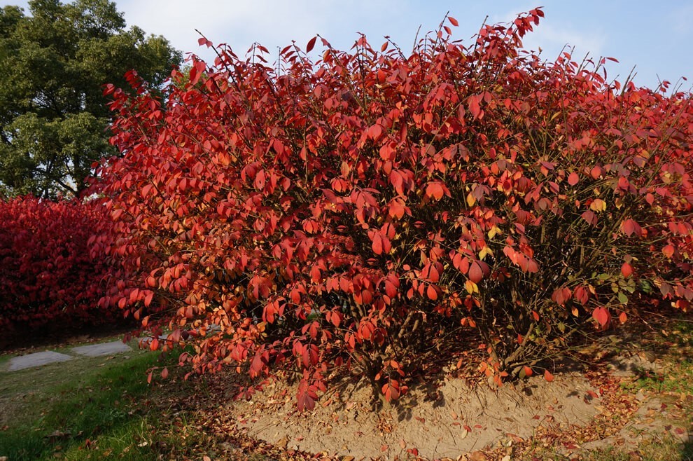 紫薇花瓶|火焰南天竹|叢生紅點(diǎn)紅楓|火焰衛(wèi)矛的生長(zhǎng)習(xí)性-泰安東楓園林苗木有限公司