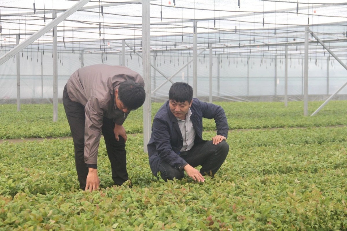 顛覆你想象的彩葉地被植物---火焰南天竹